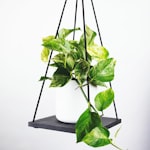 英超联赛曼彻斯特城队徽